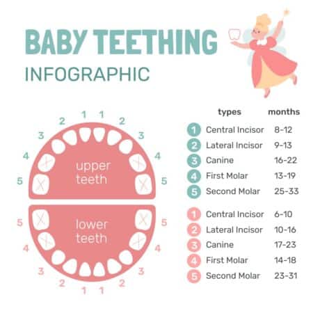 baby teeth